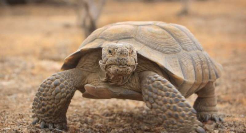 Endangered-Species-Control-Plan